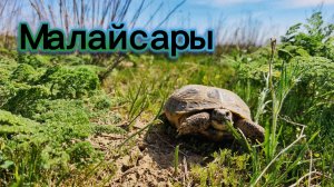 Хребет Малайсары | Среднеазиатская черепаха | Первые грибы | 7 апреля 2026