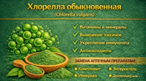 Хлорелла обыкновенная (Chlorella vulgaris)
