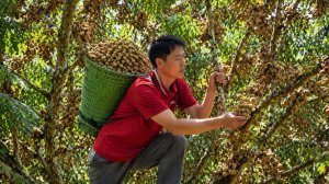 Я нашел в горах редкий дикий фрукт. Пошел на рынок и продал его. Работаю на ферме. Жизнь во Вьетнаме