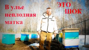 Неплодная матка вышла из зимы. Горбатый расплод