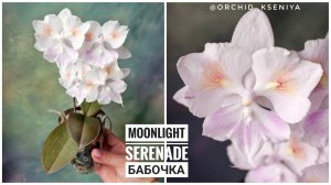 Phal. Moonlight Serenade peloric 🌸 Первое цветение нежной азиатской бабочки от садовника Son Ya