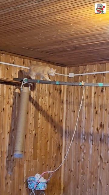 Маленький Рыжуля-Прыжуля сегодня весь день заботится о своей Любимой Мамуле 😽🍼🐈🐈🐈🛒😻❤️