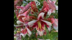 Лилии_Гладиолусы