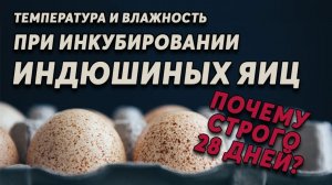 Инкубация индюшиных яиц. Почему строго 28 дней? И другие секреты выведения от профессионала.