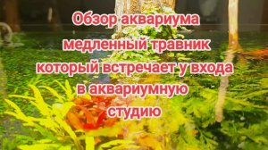 Аквариум медленный травник у входа в студию