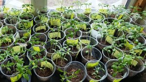 Несколько сотен рассады томатов готовы к пикировке.🙂 А я нет.😁