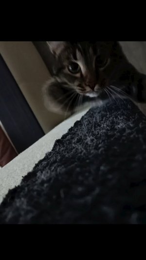 Йода кот. Милый скример😻