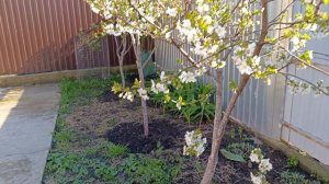 Люся и Симбочка