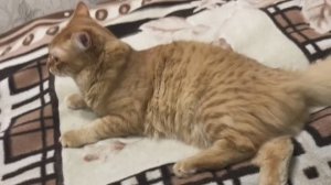 Кот Мурыш снимается.