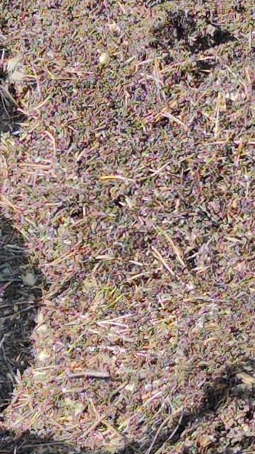 Даже муравьишки порядок в муравейнике наводят. С Чистым четвергом вас поздравляю