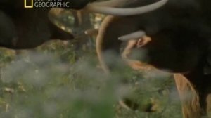 Первозданная природа. Эдем жизни 1 серия (документальный сериал, 1997)