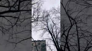 2-я встреча с Белкой Самки из соседнего двора. #video