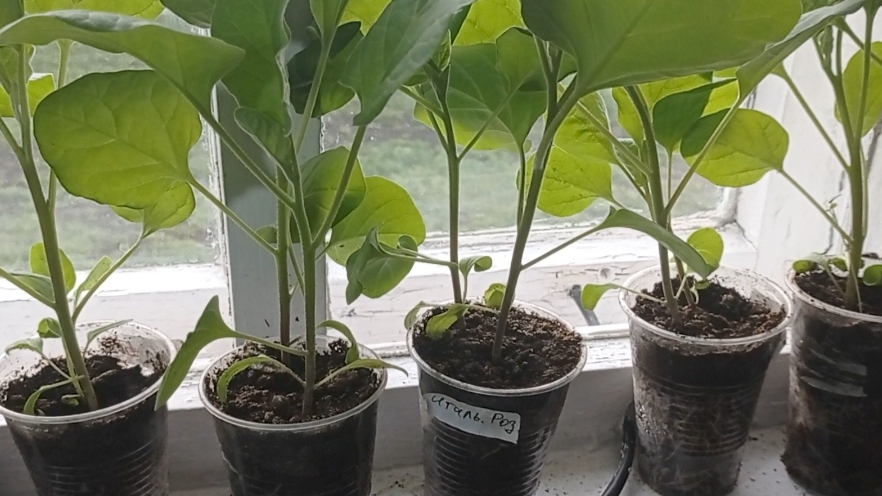 Рассада ждём тепла