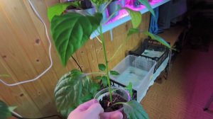 Как растёт перец с прищипнутыми макушками.