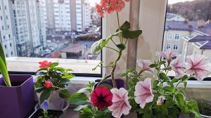 Апрель стоит холодный.Цветочная рассада подрастает..Обзор.🌸🤗 #любимаядача