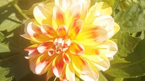 09-04-2026 Спасаю карликовые георгины.