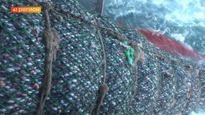 ОХОТОМОРСКАЯ ПУТИНА: ПОЧТИ МИЛЛИОН ТОНН МИНТАЯ, РОСТ ПО ТРЕСКЕ И СЕЛЬДИ • НОВОСТИ КАМЧАТКИ