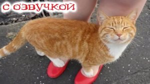 Приколы с котами! С ОЗВУЧКОЙ! САМЫЕ СМЕШНЫЕ ЖИВОТНЫЕ! Смешные коты!