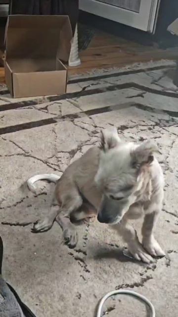 Снежок борец