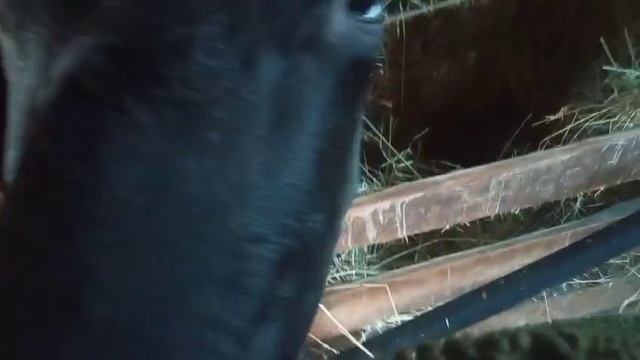 Я НЕ ЗНАЛАЧТО ОН ТАКОЙ Сельская жизнь на пенсии