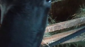 Я НЕ ЗНАЛА,ЧТО ОН ТАКОЙ// Сельская жизнь на пенсии//