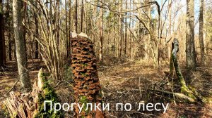 Прогулки по лесу. Прошел дождь, но холодно.