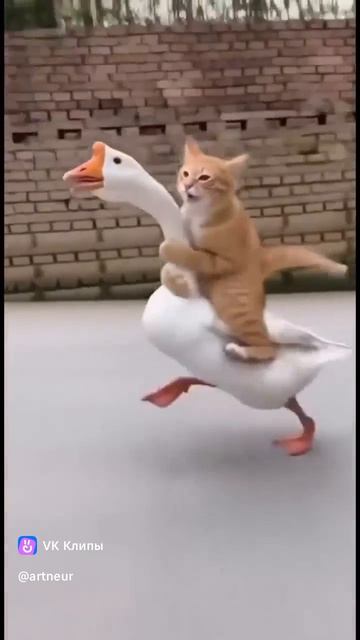 ИИ Нейросеть