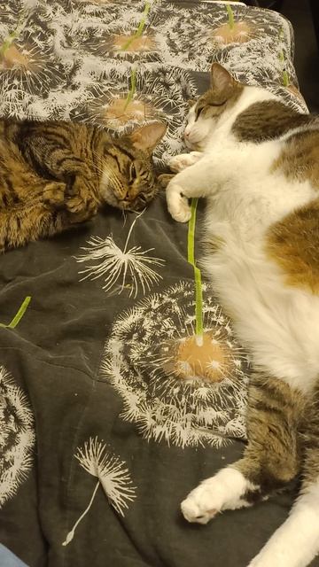 Полосатые дремлины