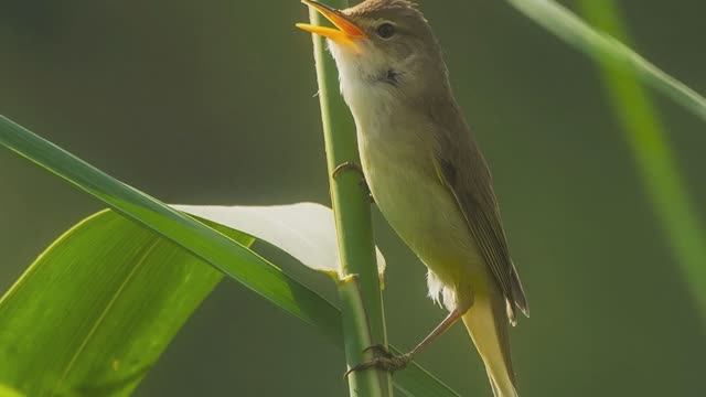 Звук природы. Птицы. В деревне ранним утром поет Камышовка болотная