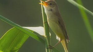 Звук природы. Птицы. В деревне ранним утром поет Камышовка болотная