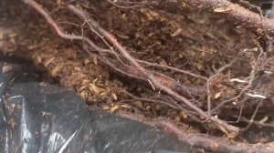 🫨😢👎Посылка с розами из питомника "Александра"