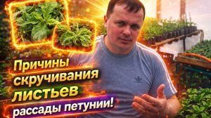 Почему скручиваются листья на рассаде петунии.
