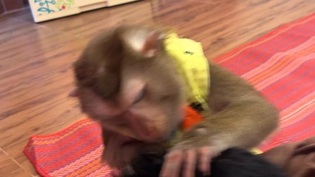 ASMR для быстрого сона | Обезьянка крупным планом #monkeygrooming