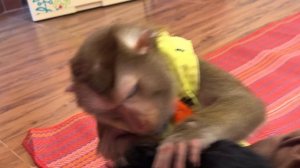 ASMR для быстрого сона | Обезьянка крупным планом #monkeygrooming