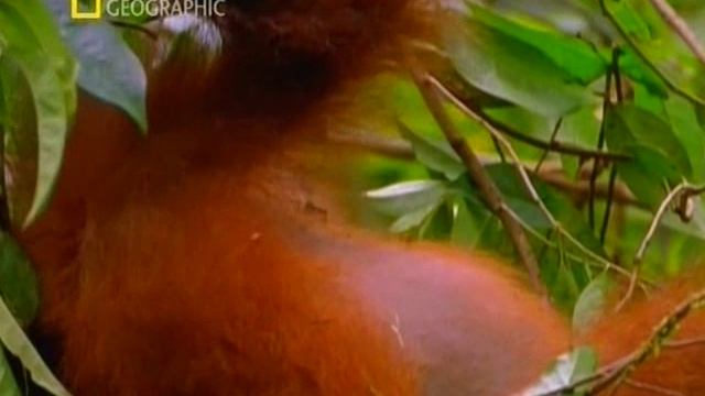 Первозданная природа. Эдем жизни 4 серия (документальный сериал, 1997)