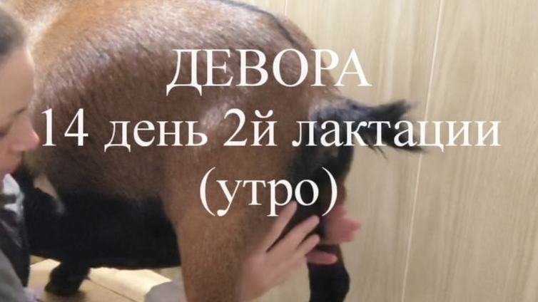 ДЕВОРА кн50 14 день 2й лактации (утро).mp4