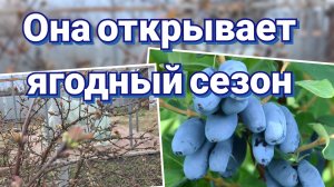 Жимолость весной. Уход
