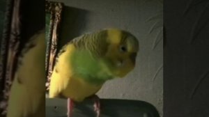 мой.попугай.арчик 480p.mp4