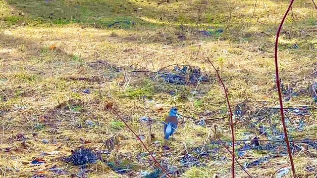 Лесная птичка🐦