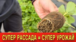 Как сделать супер рассаду клубники своими руками .Три лучших способа.Инструкция в мелочах