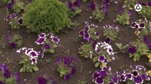 Весенняя подготовка сада