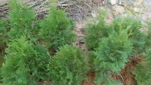 Фундук Трапезунд.Моя дача.Сентябрьское настроение 2025 года.Несбывшаяся надежда.