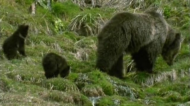 Первозданная природа. Эдем жизни 9 серия (документальный сериал, 1997)