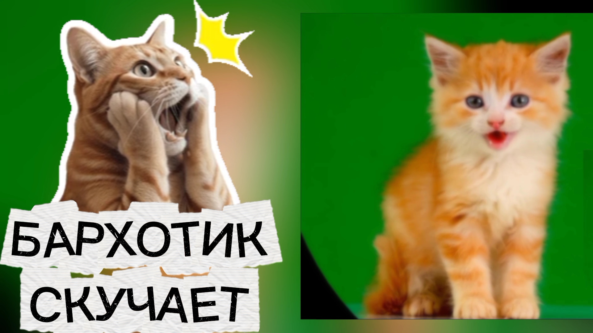 Кот Бархотик остался в деревне, 
скучает по Роме