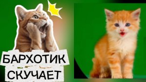 Кот Бархотик остался в деревне, 
скучает по Роме