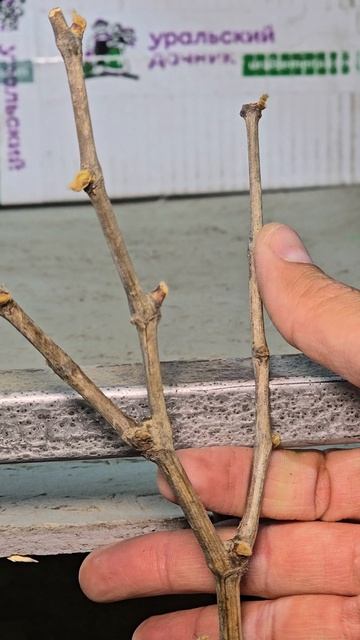 как убедиться что виноград живой