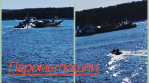 Распаковка)) Енисей)) Георгины в опилки))