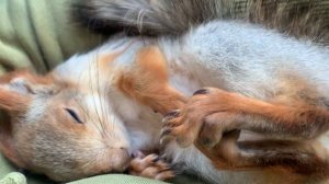 Чип играл и уснул #fun #youtubeshorts #squirrel #happy #cute #youtube #fun