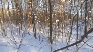 ходил по лесу ЧАСТЬ 4