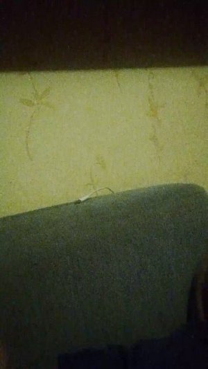 вегетарианец